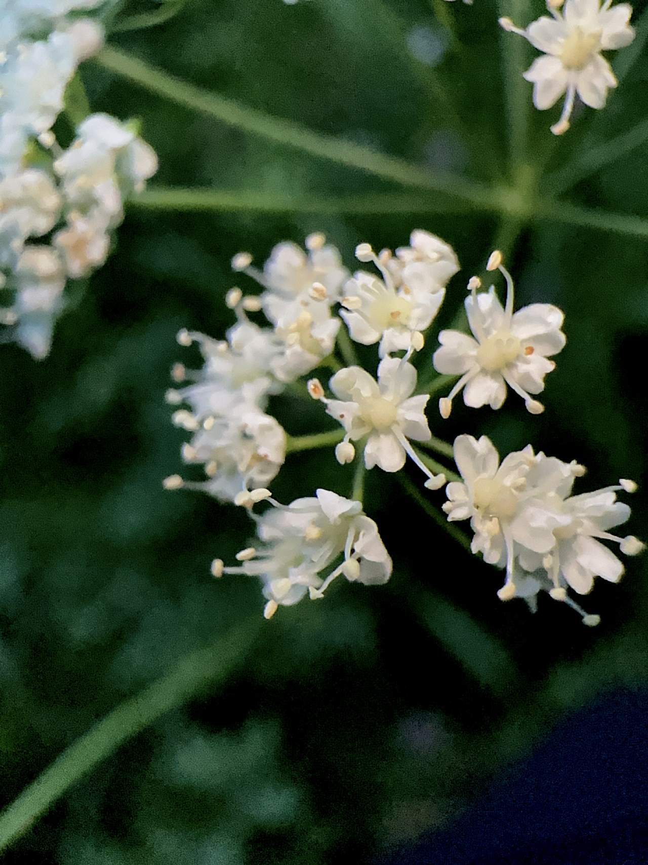 Apiacea da determinare